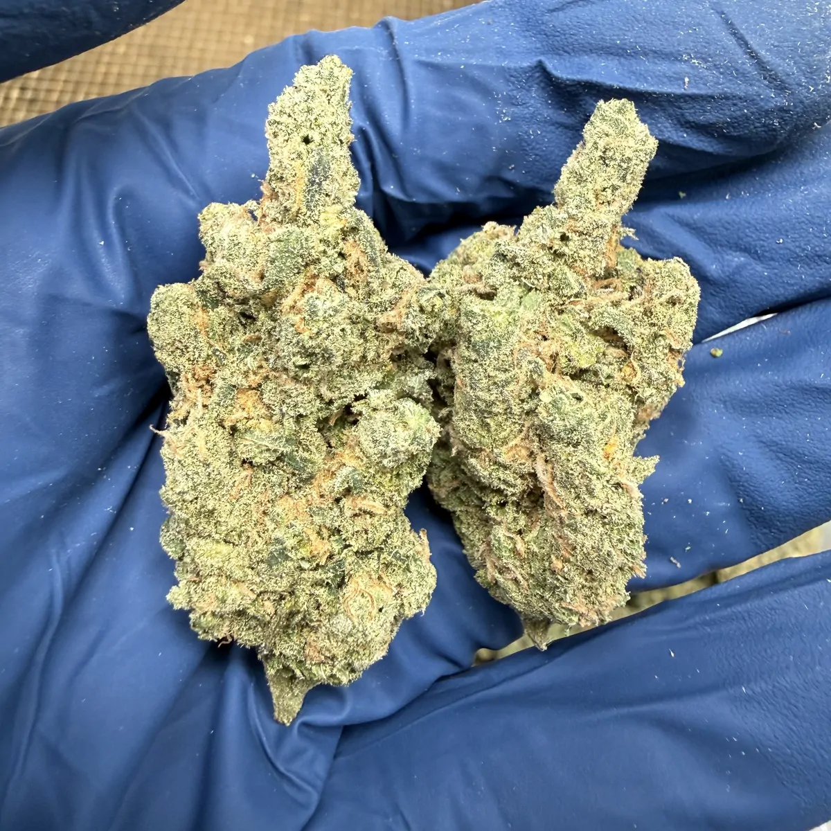 Blue Dream Flower